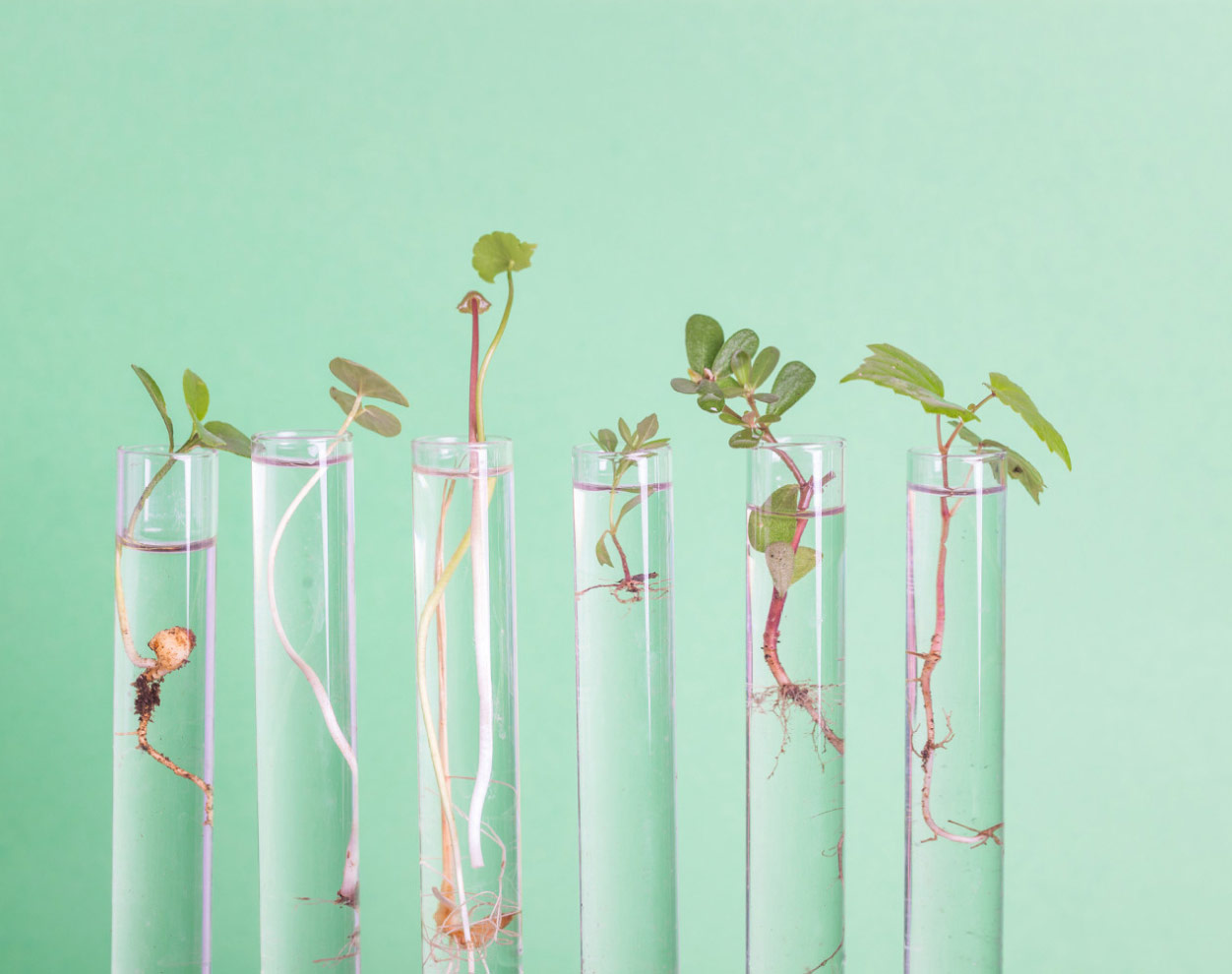 Plants growing out of glass beakers with a green background.